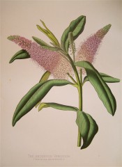 Figured are lance-shaped leaves and dense spikes of pink flowers.  Paxton's Flower Garden pl.54, 1853.