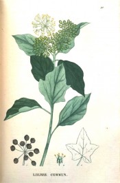 Illustrated are entire ovate leaves, rounded panicles of white flowers and brown seeds.  Saint-Hilaire Tr. pl.99, 1825.