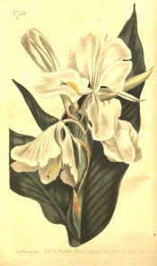Depicted is a lance-shaped leaf and spike of snow white flowers.  Curtis's Botanical Magazine t.708, 1803.