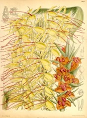 Depicted are the yellow flowers and orange seed capsules with red seeds.  Curtis's botanical Magazine t.6913, 1887.