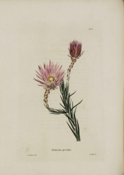 Illustrated is a flowering stem with needle-like flowers and pink everlasting flowers.  Loddiges Botanical Cabinet no.59, 1817.
