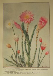 Figured are two species of everlasting daisy with white or pink flowers.  Rice pl.LXXXV.