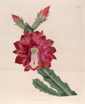 Figured is a cactus with flattened, serrated stems with prominent ribs and crimson flowers.  Botanical Register f.486, 1820.