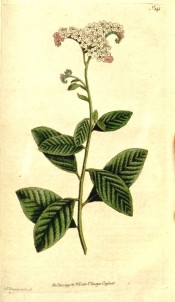 Depicted is a shoot with leaves and an umbel of small pale, violet-tinged flowers.  Curtis's Botanical Magazine t.141, 1790.