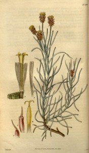 Shown are branched stem, linear leaves and daisy-like flowers with yellow florets.  Curtis's Botanical Magazine t.2710, 1827.