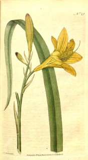 Figured is a lance-shaped leaf and lemon-yellow, widely trumpet-shaped flower.  Curtis's botanical Magazine t.19, 1787.