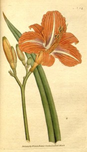 Illustrated are a lance-shaped leaf and trumpet-shaped orange-brown flowers.  Curtis's Botanical Magazine t.64, 1790.