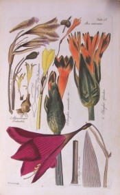 The figure is a line drawing showing several bulbs including a flower of Cobughia incarnata.  Herbert plate 402, 1837.