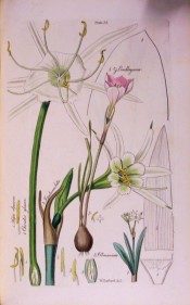 This line drawing shows several bulbous plants, including the present one, shown as fully open flower.  Herbert pl.35, 1837.