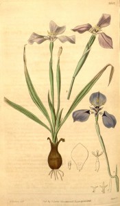 Figured are bulb, sword-shaped leaves and iris-like blue flowers flowers.  Curtis's Botanical Magazine t.3862, 1841.