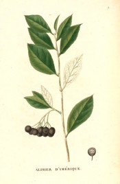 Figured are elliptic leaves and clumps of almost black berries.  Saint-Hilaire Arb. pl.3, 1824.