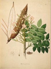 Figured are pinnate leaves, terminal spike of pink flowers and large seed pod.  Roxburgh vol.2, t.145/1795-1819.