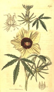 Shown are palmate leaves with narrow, toothed leaflets, and yellow, red-centred flowers. Curtis's Botanical Magazine t.1911,1817