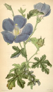 Figured are deeply lobed, pinnate leaves and blue-lilac bowl-shaped flowers.  Curtis's Botanical Magazine t.4329, 1847.