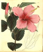 Figured are entire, toothed leaves and a deep pink flower.  Curtis's Botanical Magazine t.2891, 1829.