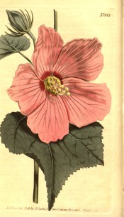 Figured are ovate, lobed leaves and deep pink, red-centred bowl-shaped flower.  Curtis's Botanical Magazine t.882, 1805.