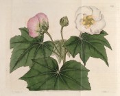 Figured are lobed leaves and both white and pink bowl-shaped flowers.  Botanical Register f.589, 1821.