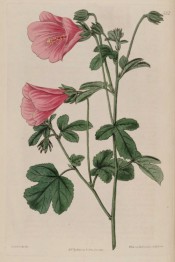 Figured are 3-lobed leaves and pink funnel-shaped flowers.  Botanical Register f.231, 1817.