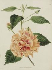 Shown are ovate toothed leaves and double, peach-colored flower with red in the centre. Loddiges Botanical Cabinet no.513, 1821.