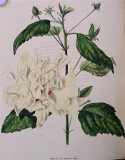 Shown are ovate toothed leaves and double, pale yellow flower with red in the centre. Loddiges Botanical Cabinet no.932, 1824.