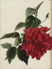 Figured are toothed leaves and very double deep red flower.  Loddiges Botanical Cabinet no.995, 1824.