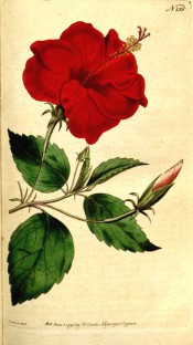 Figured are ovate-lance-shaped, toothed leaves and bright red single flower.  Curtis's Botanical Magazine t.158, 1791.