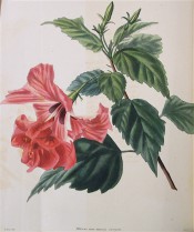 Shown are ovate toothed leaves and double, red flowers with red streaks on the petals.  Loddiges Botanical Cabinet no.963, 1824.