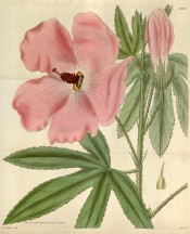 Shown are palmate leaves and pale pink salver-form flowers with dark red stamens.  Curtis's Botanical Magazine t.3025, 1830.