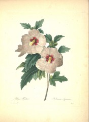Figured are deeply lobed leaves and single white flower with red centre.  Redout? Choix pl.31, 1833.