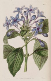 Figured are oblong-lanceolate leaves and terminal corymb of porcelain blue flowers.  Botanical Register f.40, 1844.