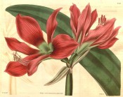 Illustrated is umbel with two funnel-shaped, crimson flowers with green throats.  Curtis's Botanical Magazine t.3311, 1834.