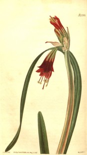 Shown are leaves and narrowly-funnel-shaped red flowers, yellowish-green at the base.  Curtis's Botanical Magazine t.2399, 1823.