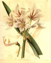 Shown are white, broadly bell-shaped flowers with a central, red, segment stripe.  Curtis's Botanical Magazine t.3549, 1837.