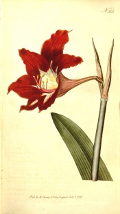 Shown are part of a leaf and a bright red, funnel-shaped flower with paler throat.  Curtis's Botanical Magazine t.305, 1795.