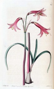 illustrated are bulb, leaves and narrowly trumpet-shaped bright red flowers.  Botanical Register t.1341, 1831.