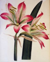 The trumpet-shaped flowers have spreading lobes, striped crimson with a green keel.  Loddiges Botanical Cabinet no.1204, 1828.