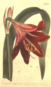 Illustrated are a strap-shaped leaf and deep red, trumpet-shaped flower.  Curtis's Botanic Magazine t.453, 1799.