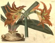 Illustrated are bulb, leaves and orange, funnel-shaped flowers.  Curtis's Botanical Magazine t.2273, 1821.