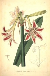 illustrated are the trumpet-shaped flowers, white, striped red with a green back.  Collectanea Botanica t.12,1821.