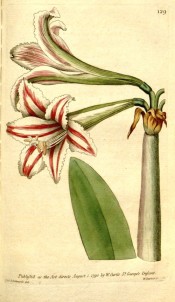 Illustrated are the trumpet-shaped flowers, white, striped red with a green back.  Curtis's Botanic Magazine t.129, 1790.