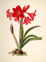 The illustration shows a bulb, strap-like leaves and umbel of bright red trumpet-shaped flowers.  Bury pl.1, 1831-34.