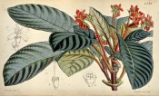 Illustrated are shiny. ovate leaves and racemes of bright red flowers.  Curtis's Botanical Magazine t.4530, 1850.