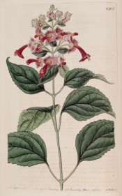 Figured are ovate, toothed leaves and narrowly-tubular crimson and orange flowers.  Botanical Register f.692, 1823.