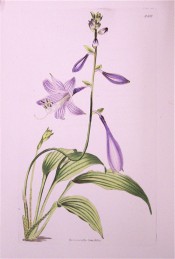 Figured are lance-shaped leaves and narrowly funnel-shaped deep purple flowers.  Loddiges Botanical Cabinet no.1658/1832.