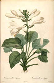 Figured are heart-shaped leaves and trumpet-shaped, long-tubed white flowers.  Redout? Liliac?es pl.3, 1802-1815.