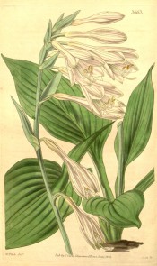 Figured are ovate leaves and spike of pale lilac bell-shaped flowers.  Curtis's Botanical Magazine t.3663/1838.