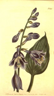 Figured are heart-shaped leaves and spike of tubular-bell-shaped deep-purple flowers.  Curtis's Botanical Magazine t.894, 1805.