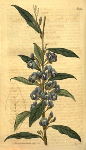 Illustrated are oval leaves and short axillary clusters of purple, pea-like flowers.  Curtis's Botanical Magazine t.2005, 1818.