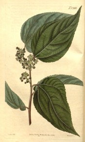 Shown are heart-shaped leaves, tiny, greenish flowers and black fruits.  Curtis's Botanical Magazine t.2360, 1822.