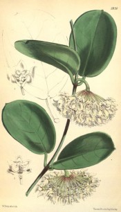 Illustrated are the elliptic, fleshy leaves and umbels of star-shaped white flowers.  Curtis's Botanic Magazine t.5820, 1870.